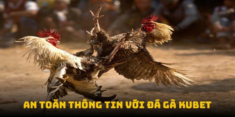 Đá gà Kubet: Trải nghiệm sới thật