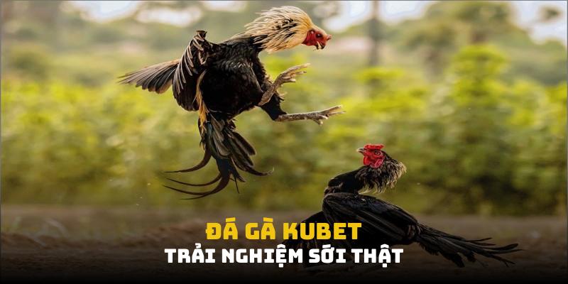 An toàn thông tin với đá gà Kubet
